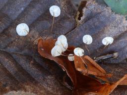 Marasmius epiphylloides