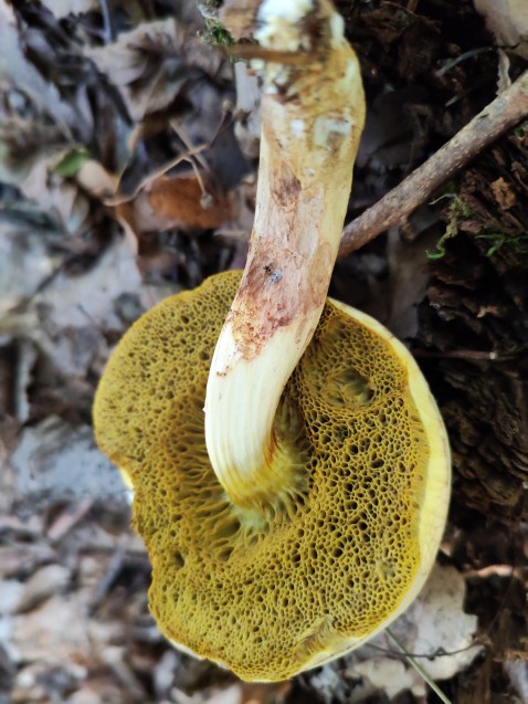 Xerocomus subtomentosus