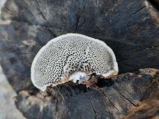 Trametes suaveolens