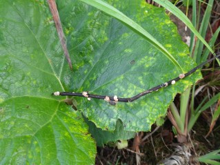Hymenoscyphus fraxineus