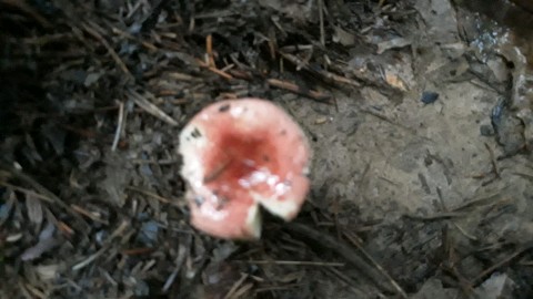Russula minutula