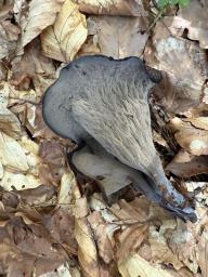 Craterellus cornucopioides