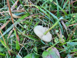 Entoloma incanum