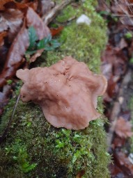 Gyromitra parma