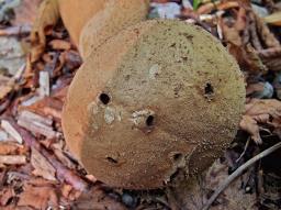 Lycoperdon excipuliforme