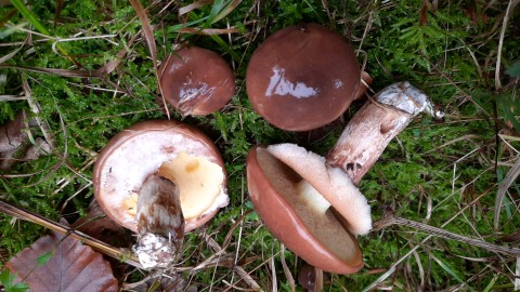 Suillus luteus