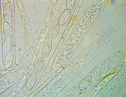 Phylloscypha phyllogena