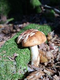 Russula grata