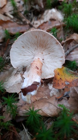 Cystoderma cinnabarinum