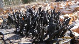 Xylaria hypoxylon