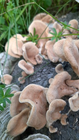 Lentinus strigosus