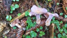 Cortinarius traganus