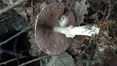 Agaricus sylvicola