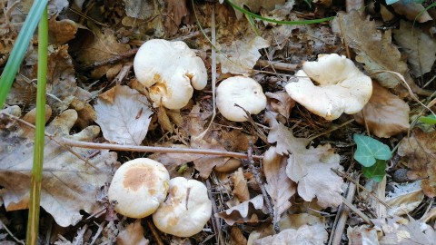 Cantharellus cibarius