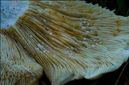 Lactifluus vellereus