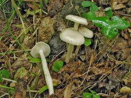 Entoloma rhodopolium