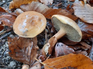 Suillus bovinus