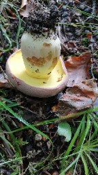 Butyriboletus appendiculatus