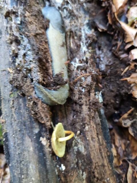 Hypholoma fasciculare var. pusillum