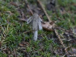 Coprinopsis cinereofloccosa