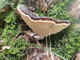Heterobasidion abietinum
