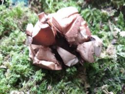 Geastrum rufescens