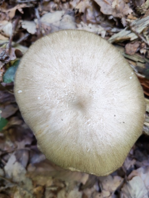Megacollybia platyphylla
