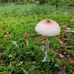 Macrolepiota mastoidea