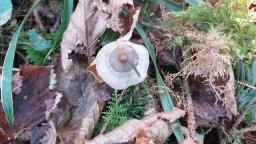 Tephrocybe rancida