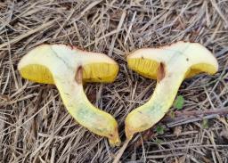 Xerocomus chrysonemus