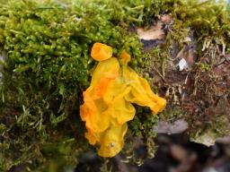 Tremella mesenterica