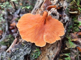 Hygrophoropsis aurantiaca