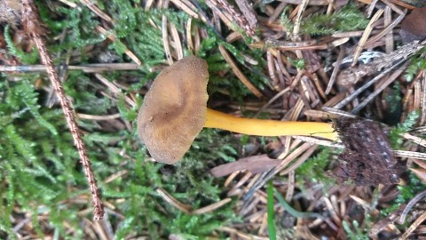 Craterellus tubaeformis