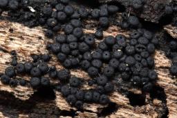 Tympanopsis confertula