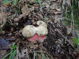 Rubroboletus satanas