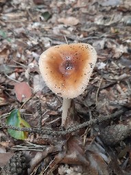 Amanita fulva