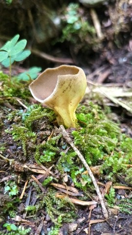 Helvella acetabulum