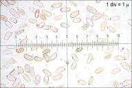 Stereum rugosum