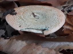 Lactarius deterrimus