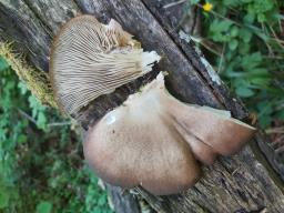 Pleurotus ostreatus