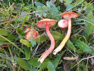 Hygrocybe coccinea