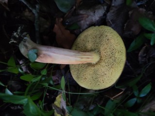 Xerocomus subtomentosus