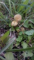 Agrocybe elatella