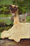 Polyporus tuberaster