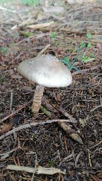 Amanita porphyria