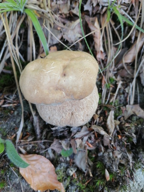 Agaricus arvensis