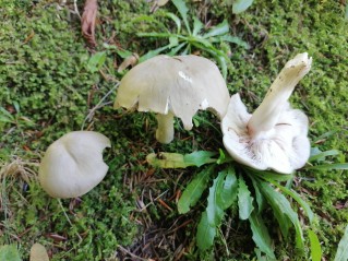 Entoloma rhodopolium