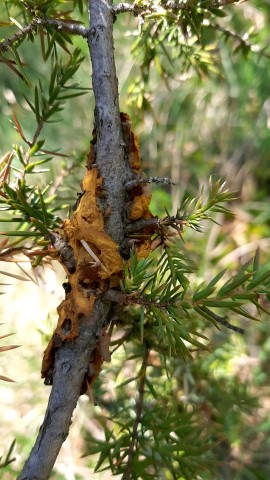 Gymnosporangium tremelloides