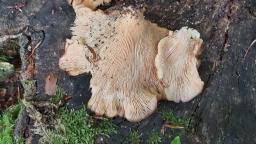 Panus conchatus
