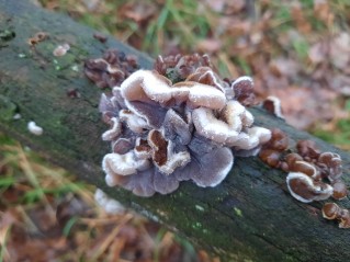 Auricularia mesenterica